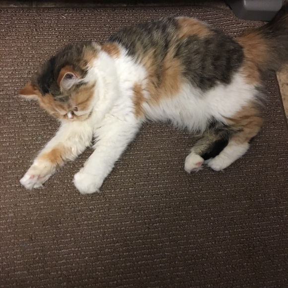 Meet your Posher, Marla - Picture 1 of 1